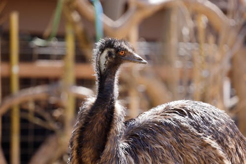 Selective Focus Photo of a Black Emu