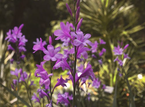 Free stock photo of blossom, botanical garden, flower Stock Photo