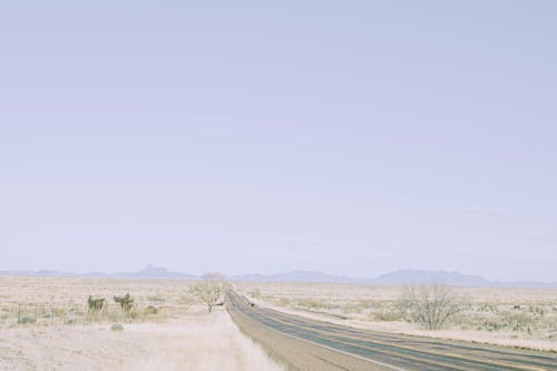 A Road Between Dry Grass Field