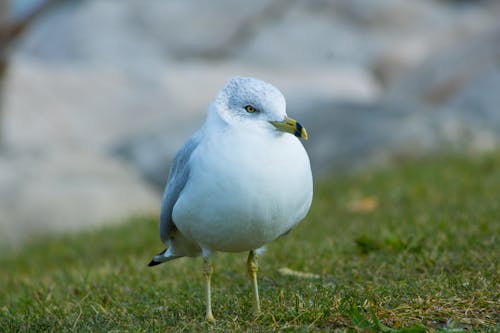 Free White Bird on Green Grass Stock Photo