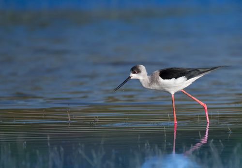 Free Black-winged stilt wading in peaceful wetlands. Natural wildlife scene. Stock Photo