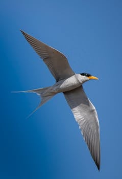 A Forster's Tern gracefully soars through a cloudless sky, showcasing freedom and flight.