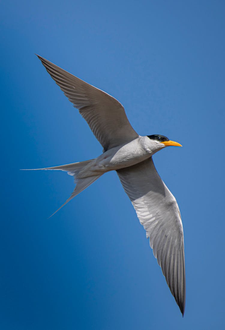 Photo Of A Black And Gray Forster's Tern Bird Flying In The Sky