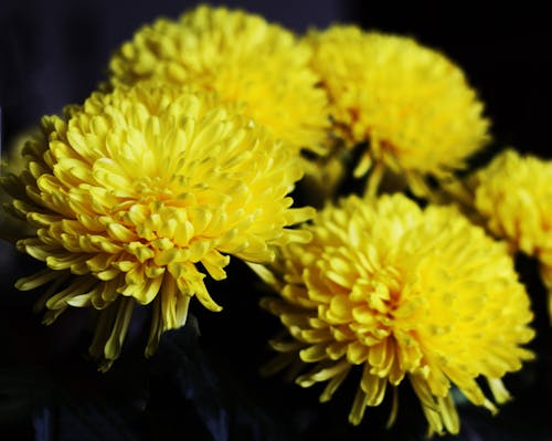 Close-up Shot of Yellow Flowers