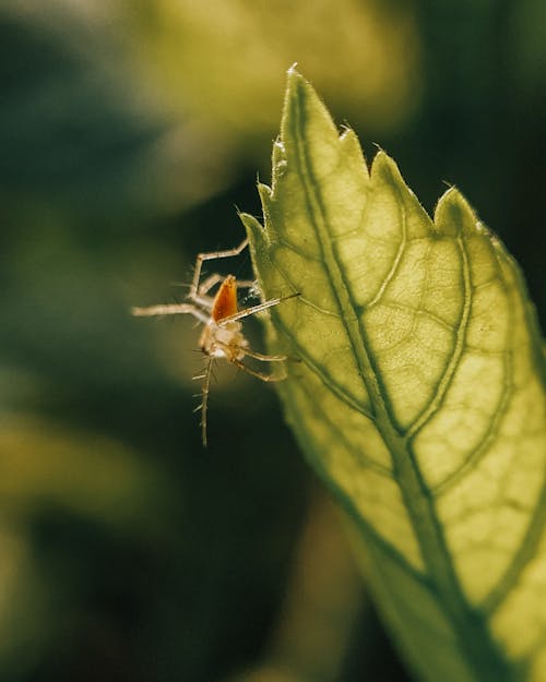 Brown Insect on Green Leaf