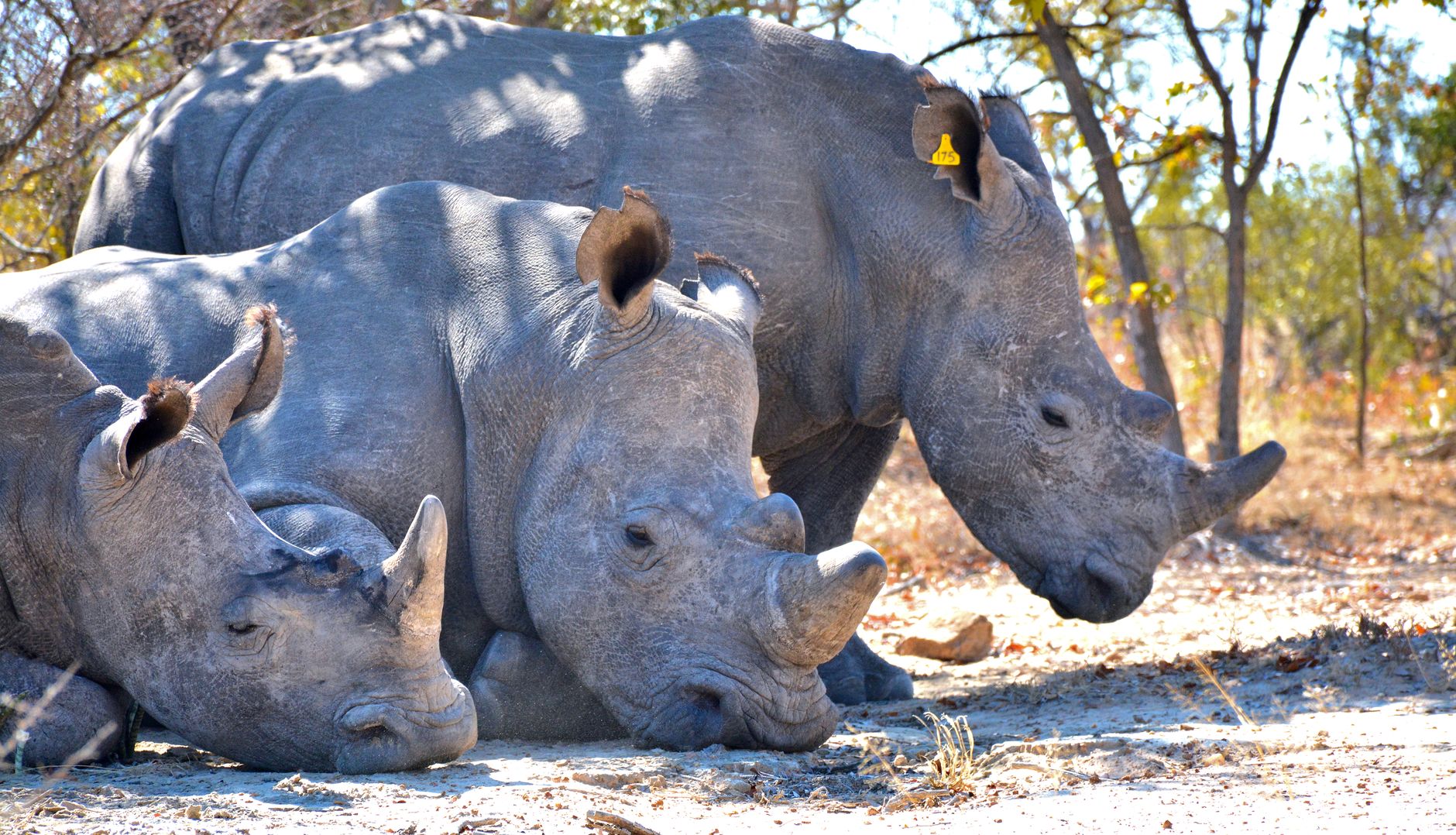Close-up of three rhinoceroses resting in the wild at a Zimbabwean reserve.