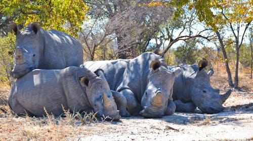 Photo of Four Big Gray Rhinoceroses 
