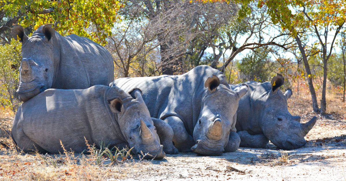 Photo of Zimbabwe