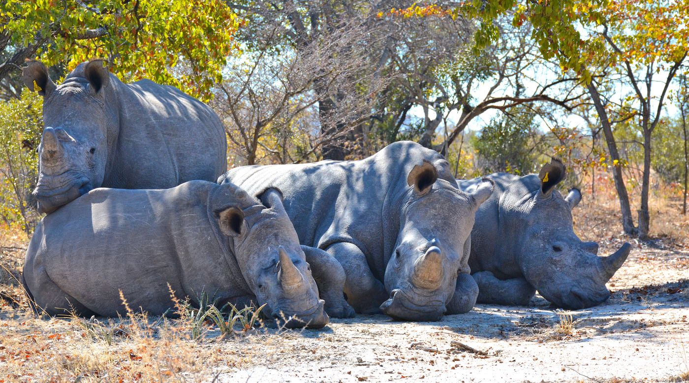 Four white rhinos resting under trees in Zimbabwe