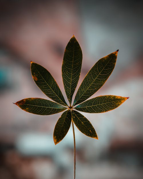 Free Selective Focus Photo of a Plant's Leaves Stock Photo