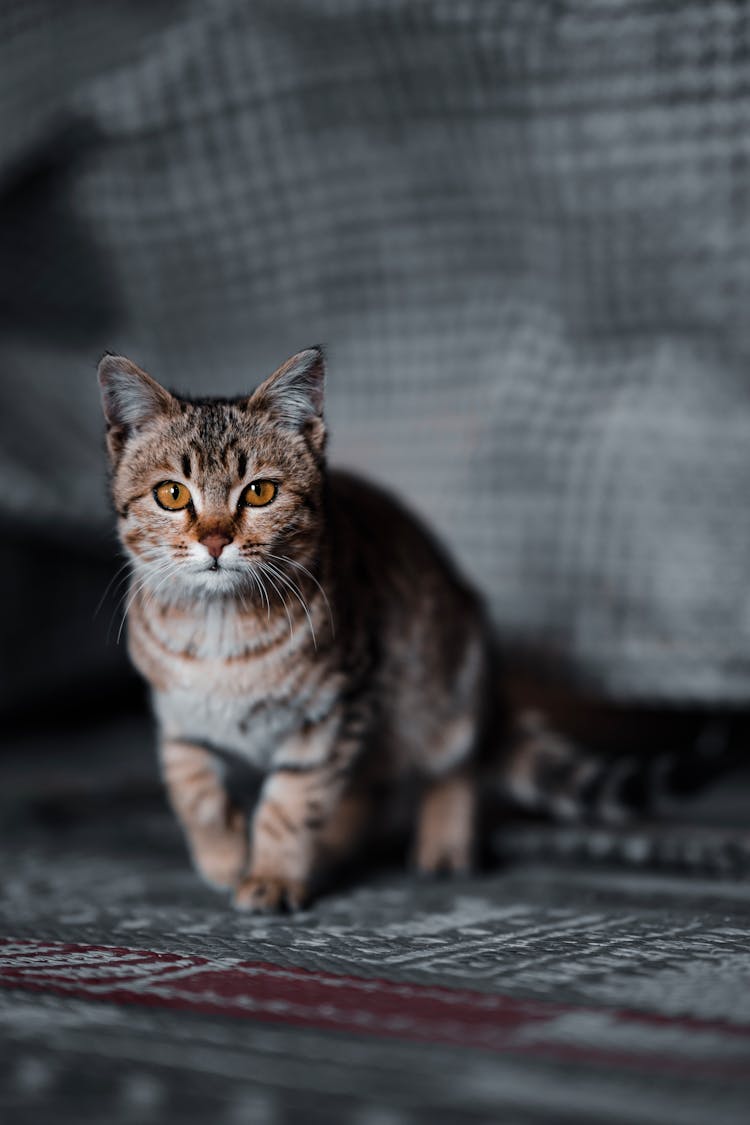 Cute Tabby Cat On The Rug