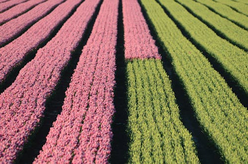 Immagine gratuita di fiori rosa, tulipani