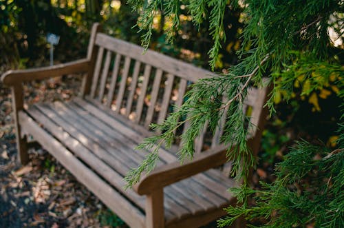 Free stock photo of bench, garden, nature
