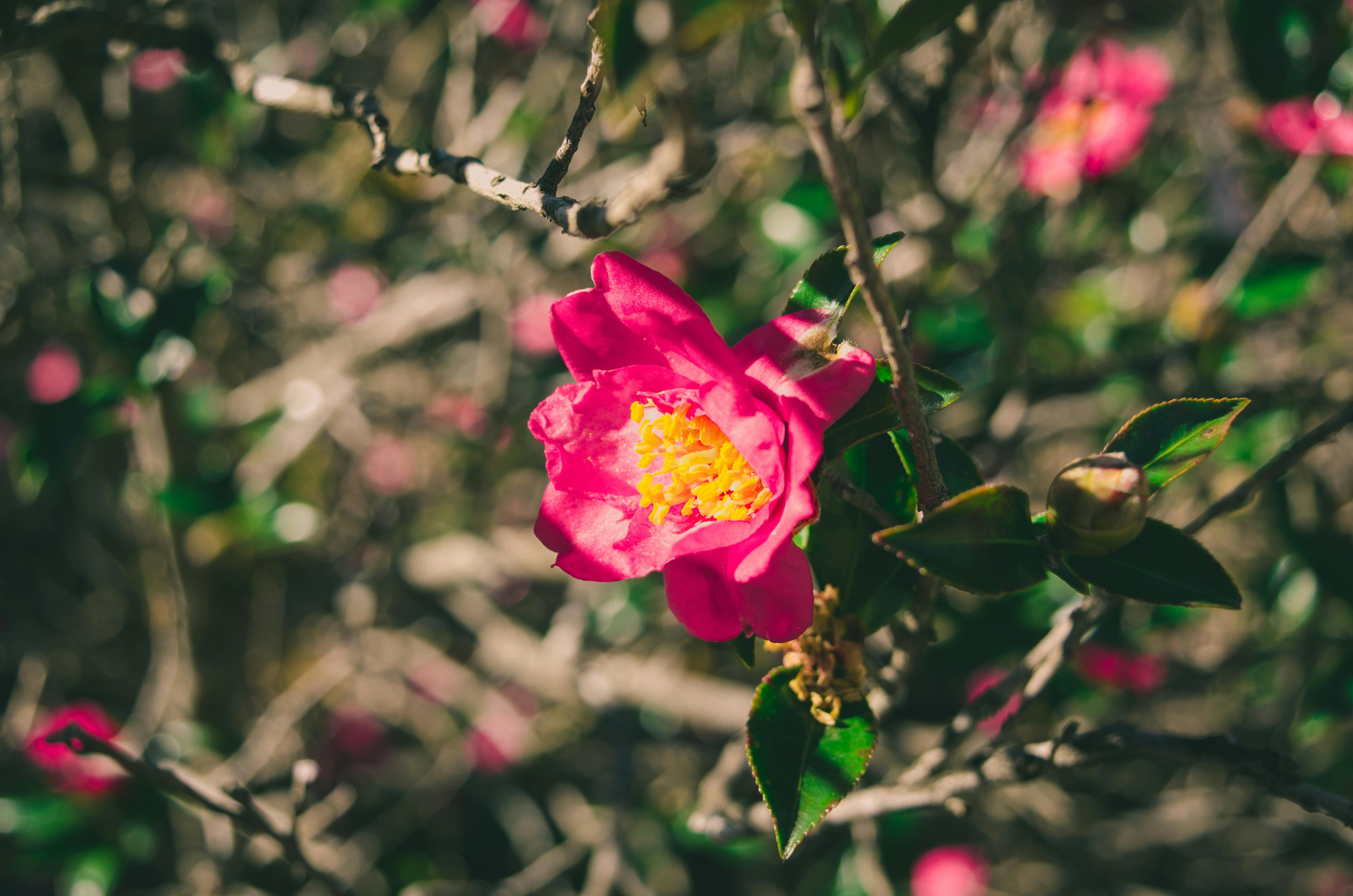 Free stock photo of botanical, botanical garden, flower