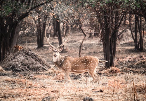 Fotos de stock gratuitas de animal, ciervo, cornamenta