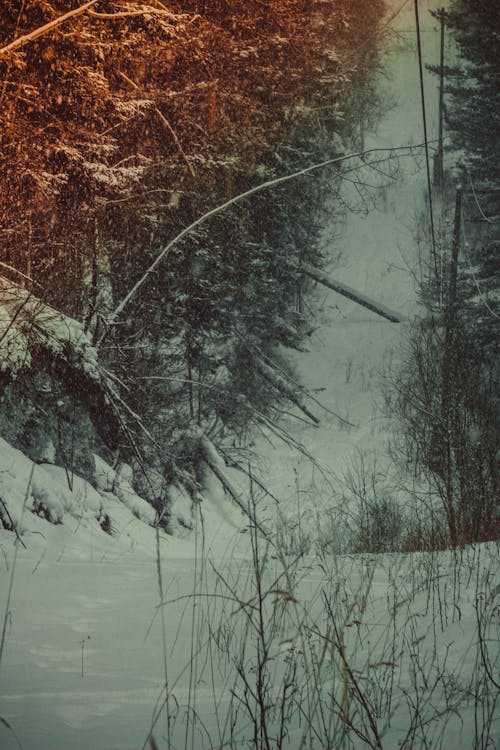 Imagine de stoc gratuită din горы, зима, лес