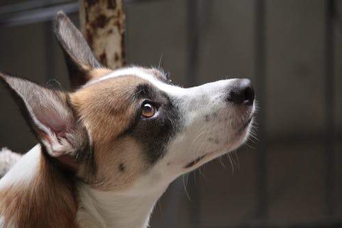 Free Darmowe zdjęcie z galerii z fotografia zwierzęcia, pies, psi Stock Photo