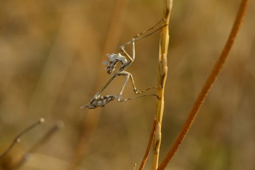 곤충, 곤충 사진, 엠푸사 펜나타의 무료 스톡 사진