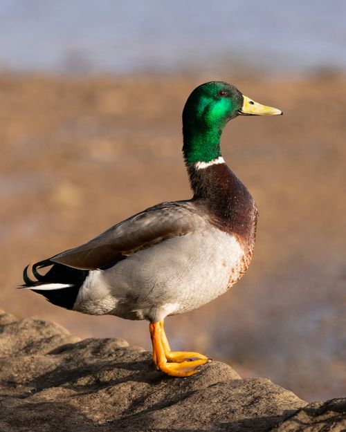 Free A vibrant mallard stands on a rocky surface with a blurred water background. Stock Photo