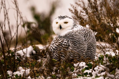 무료 겨울, 깃털, 눈의 무료 스톡 사진