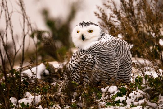 Black and White Owl