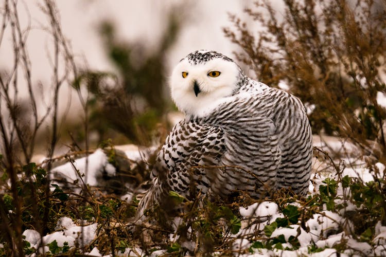 Black And White Owl