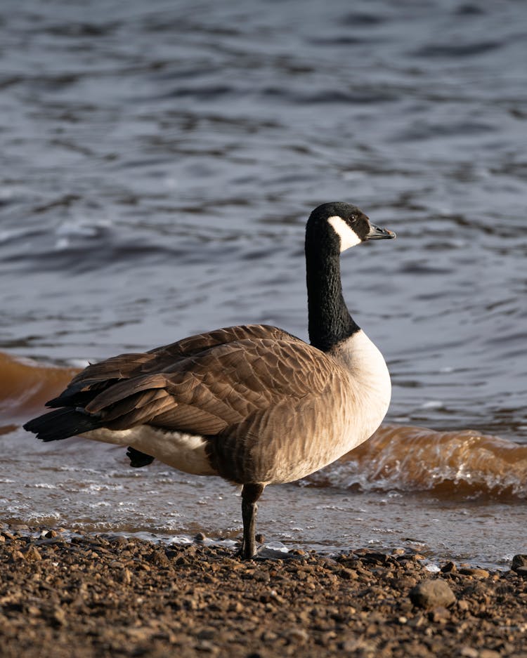 Canada Goose On Shore Near Lake