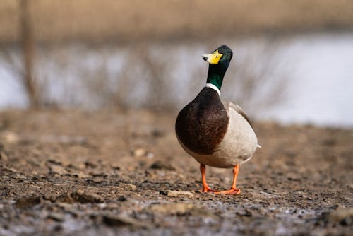 Wild duck with gray wings and green head standing on coast with trees near lake on blurred background in nature