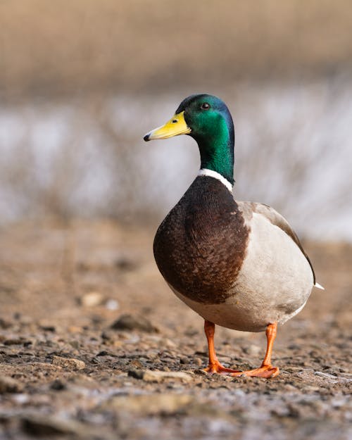 Free Mallard Duck on Brown Soil Stock Photo