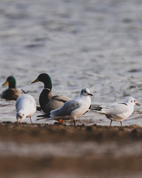 Seabirds and Ducks near Water