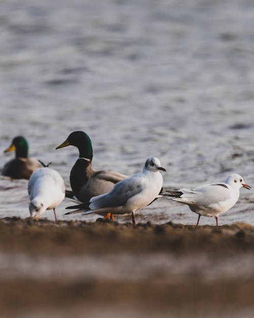 Gratis stockfoto met birdwatching, dieren in het wild, eend