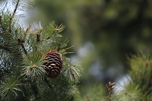 Close Up Photo of a Pine Cone