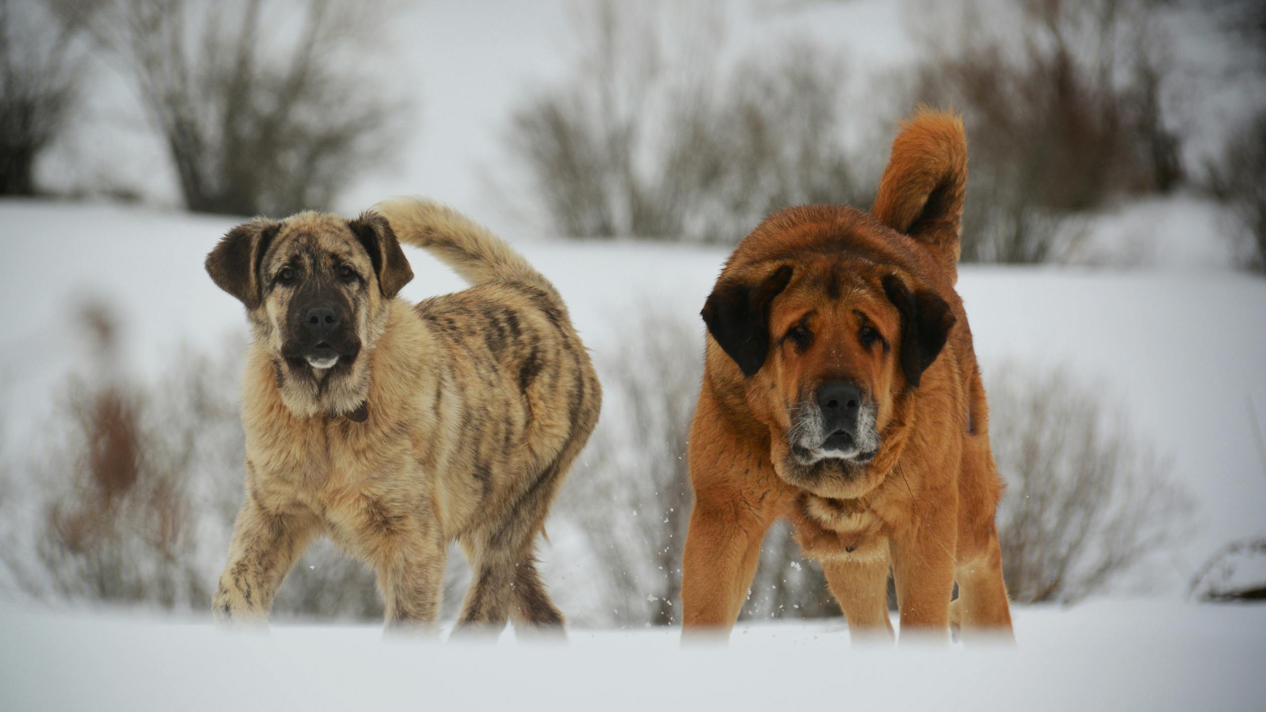 Free stock photo of dogs, snow covered, training dog