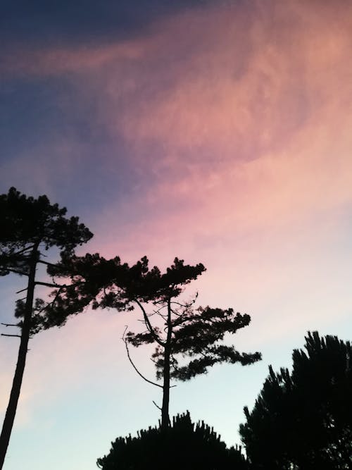 Free stock photo of baby blue wallpaper, beautiful sunset, palm tree