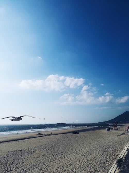 Free stock photo of beach, bird, blue sea