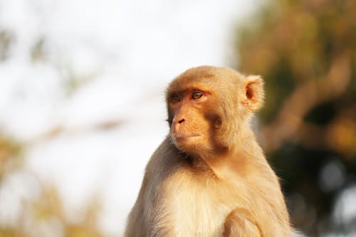 Brown Monkey in Close-Up Photography