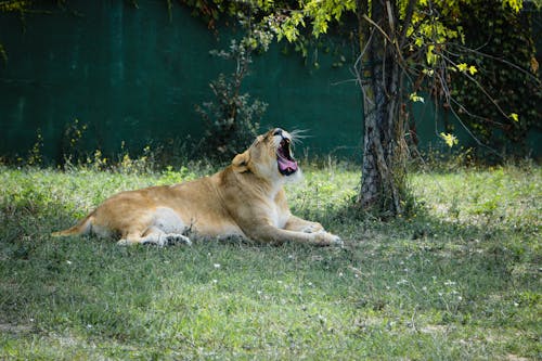 Free Brown Lioness Lying on Green Grass  Stock Photo