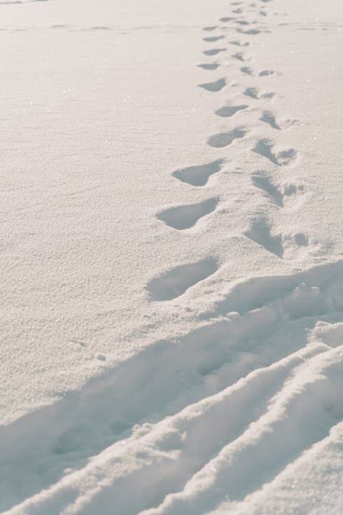 Photograph of Footprints on White Snow