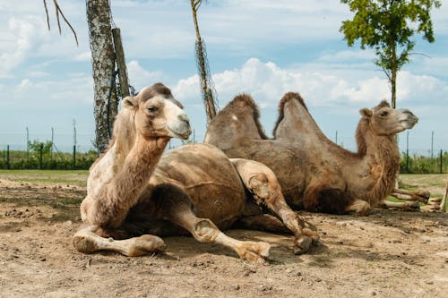 Foto profissional grátis de animais, camelos, fotografia animal