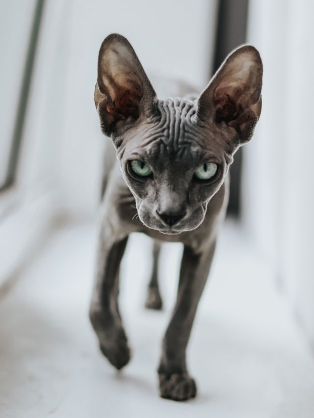 Gato de raza poco común (Sphynx)