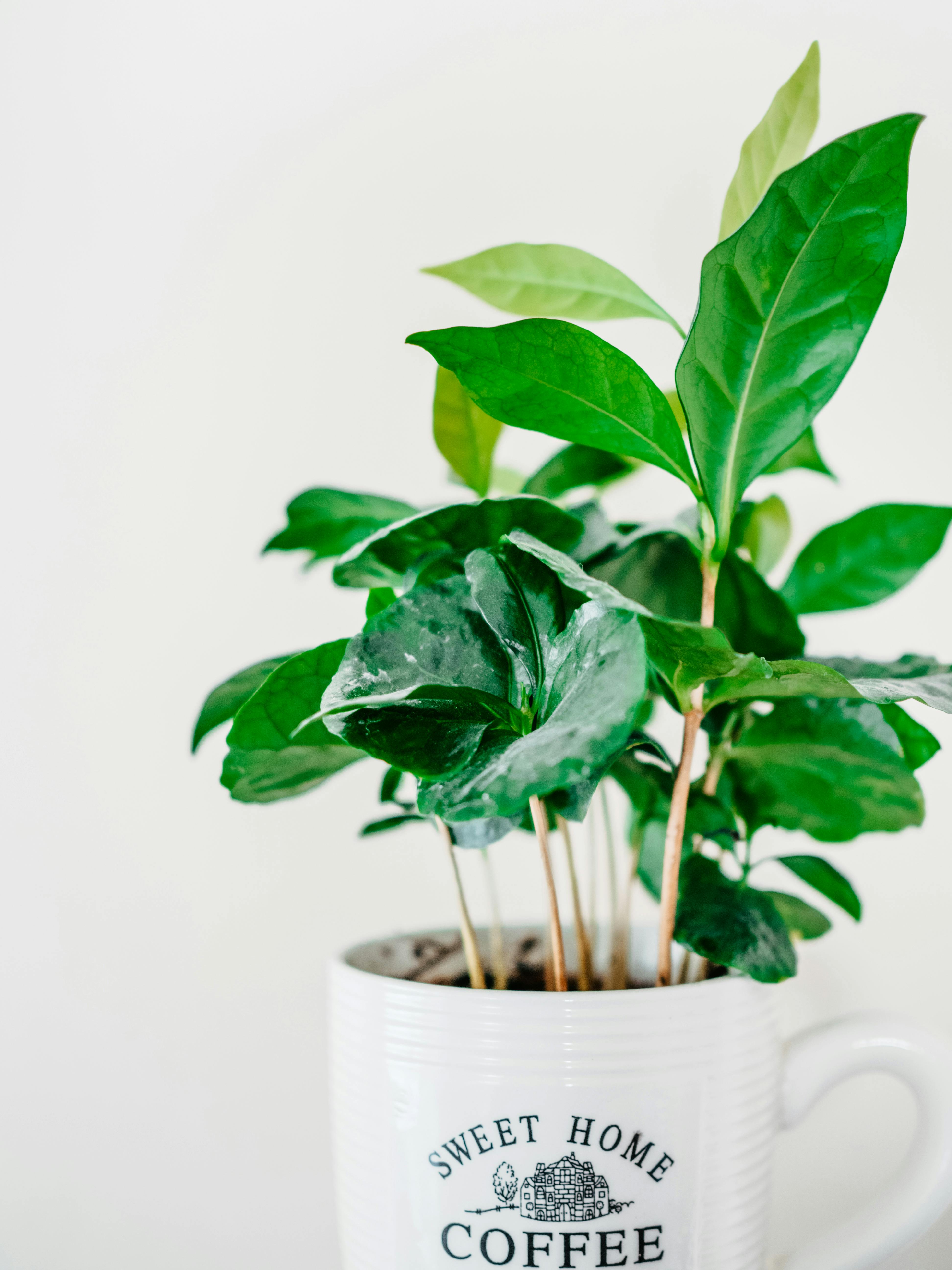 Indoor coffee plant in a white ceramic mug with green leaves.