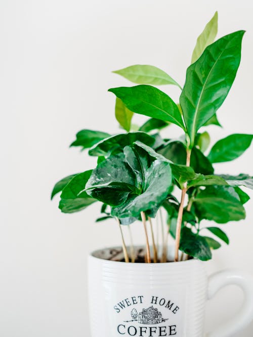 Green Plant on White Ceramic Mug