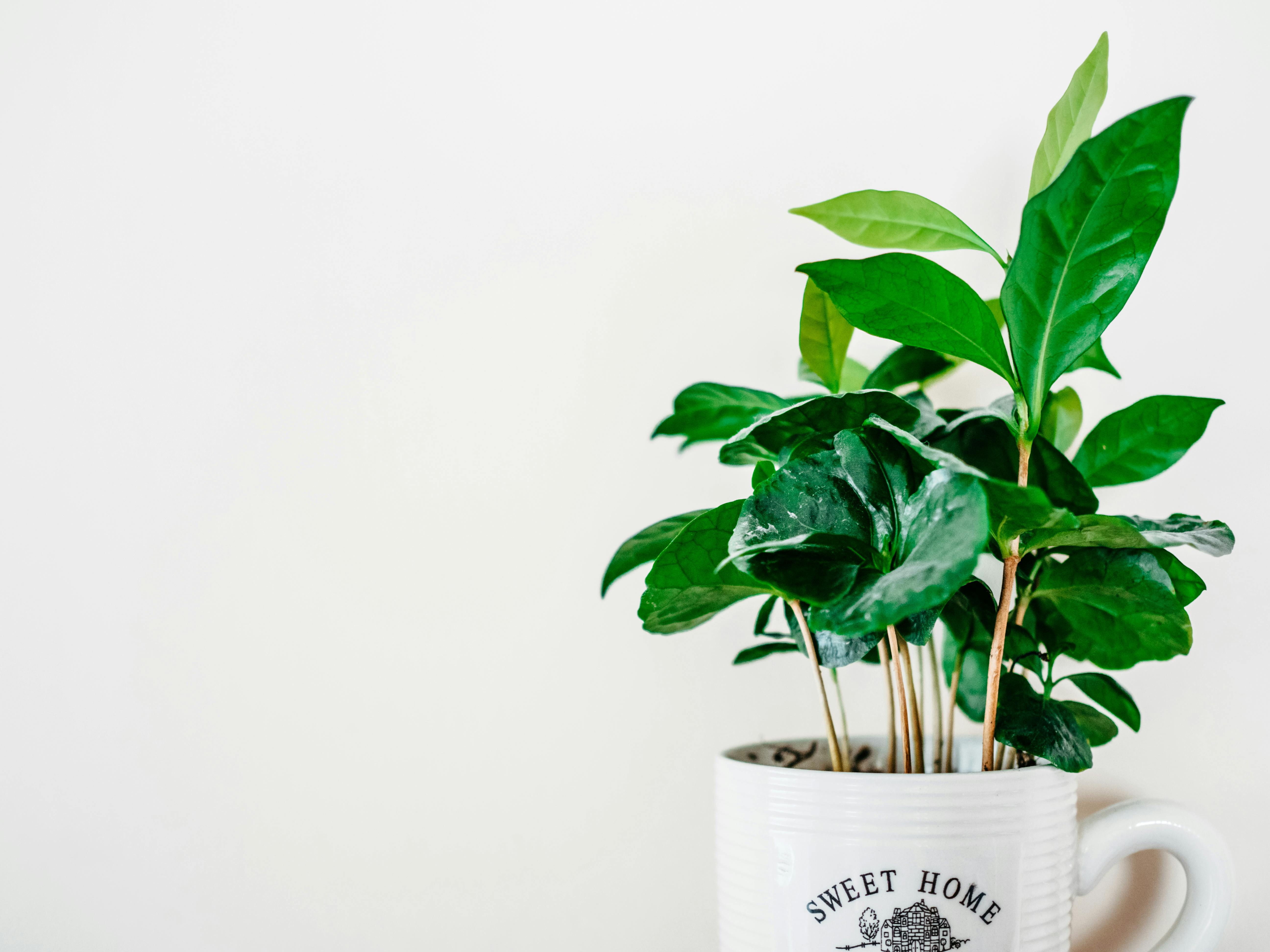 Vibrant green plant in a 'Sweet Home' mug positioned against a plain background.