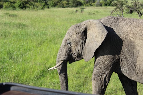 Free stock photo of maasai mara elephant