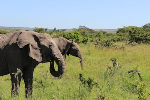 Free stock photo of maasai mara elephant