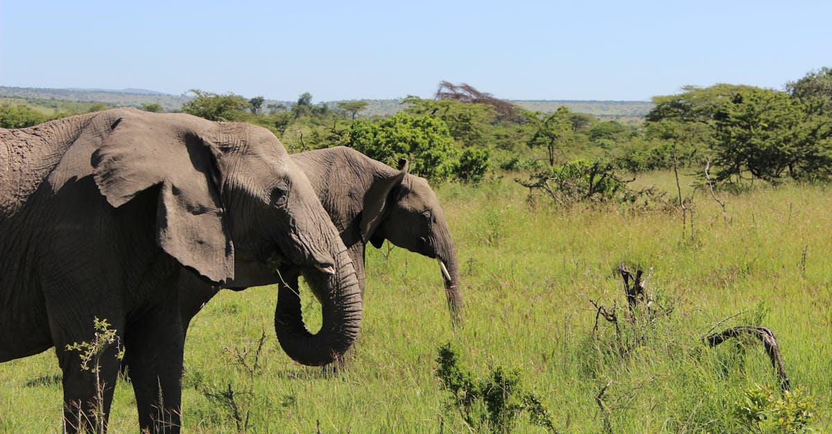 Free stock photo of Maasai Mara elephant