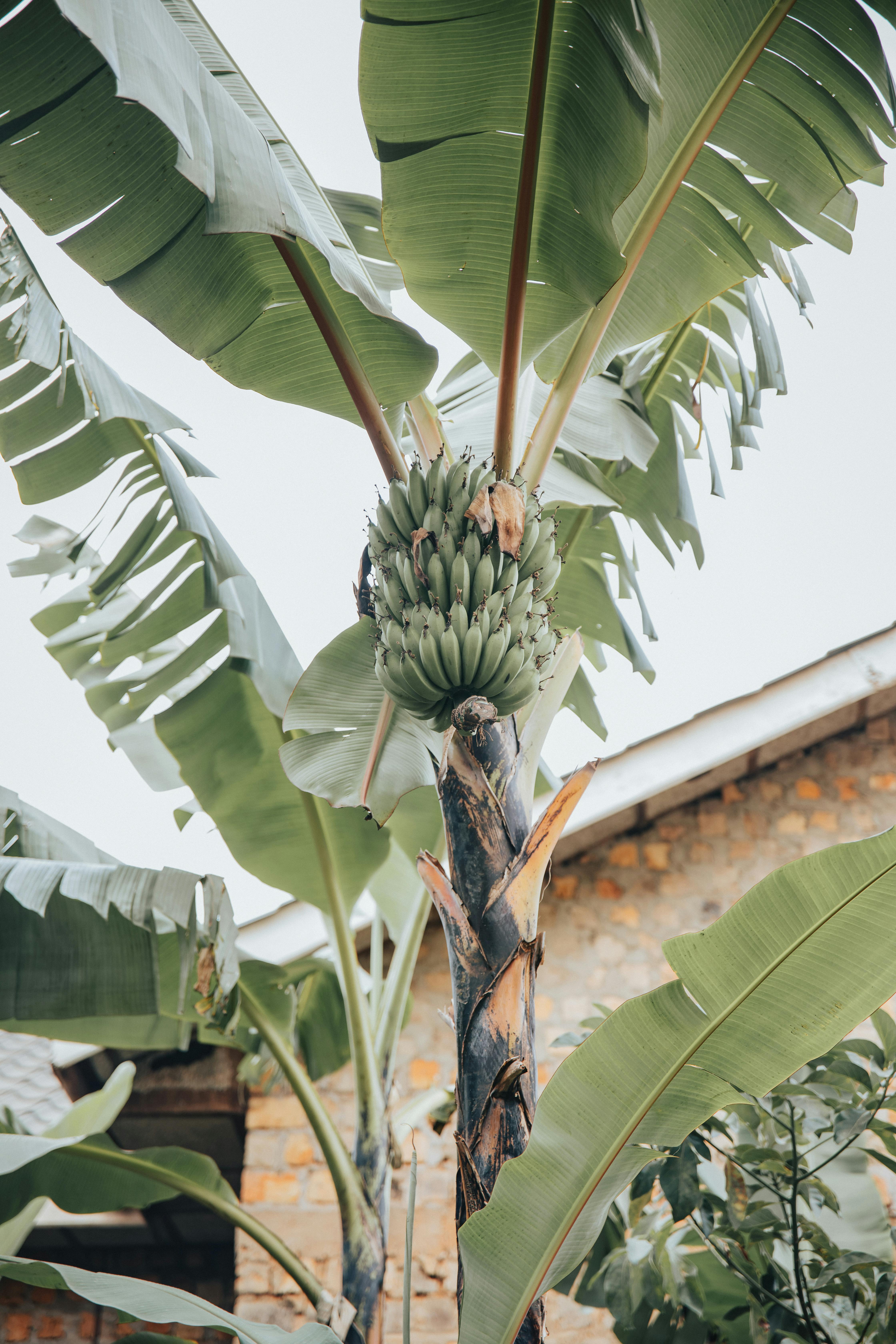 Vertical view of a banana tree with unripe bananas in a rural Ugandan setting.