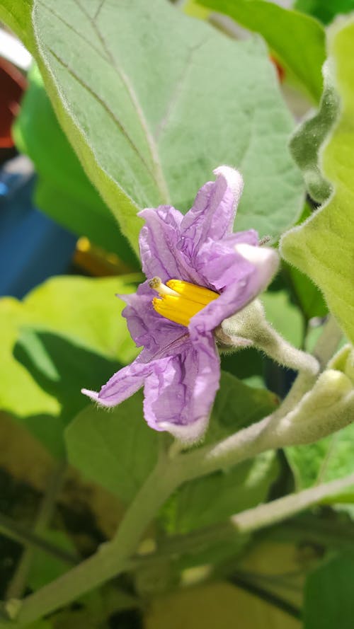 Gratis lagerfoto af aubergine, blomst