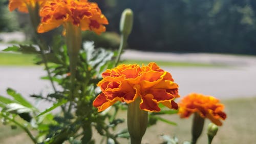 Gratis lagerfoto af appelsin, blomst, boks