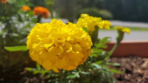 Foto stok gratis bunga, bunga marigold, kebun